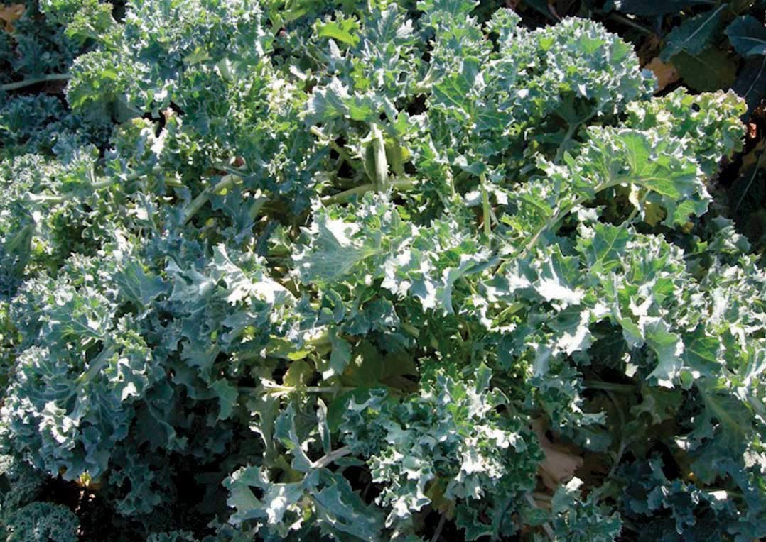 An image of the plant grown with seed for Siberian Kale Seeds - Dark Green, Flavorful Leaves, Ideal for Fresh Salads, Sandwiches, and Stir-Fries, Cold-Tolerant and Slow to Bolt