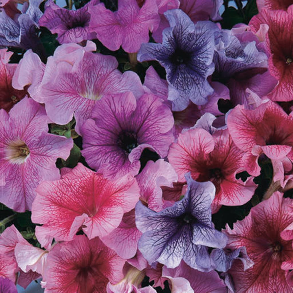 An image of the plant grown with seed for Petunia Daddy Mix Seeds - Vibrant Large Blooms with Slight Ruffles, Perfect for Borders and Containers, Hardy Flowering Plant