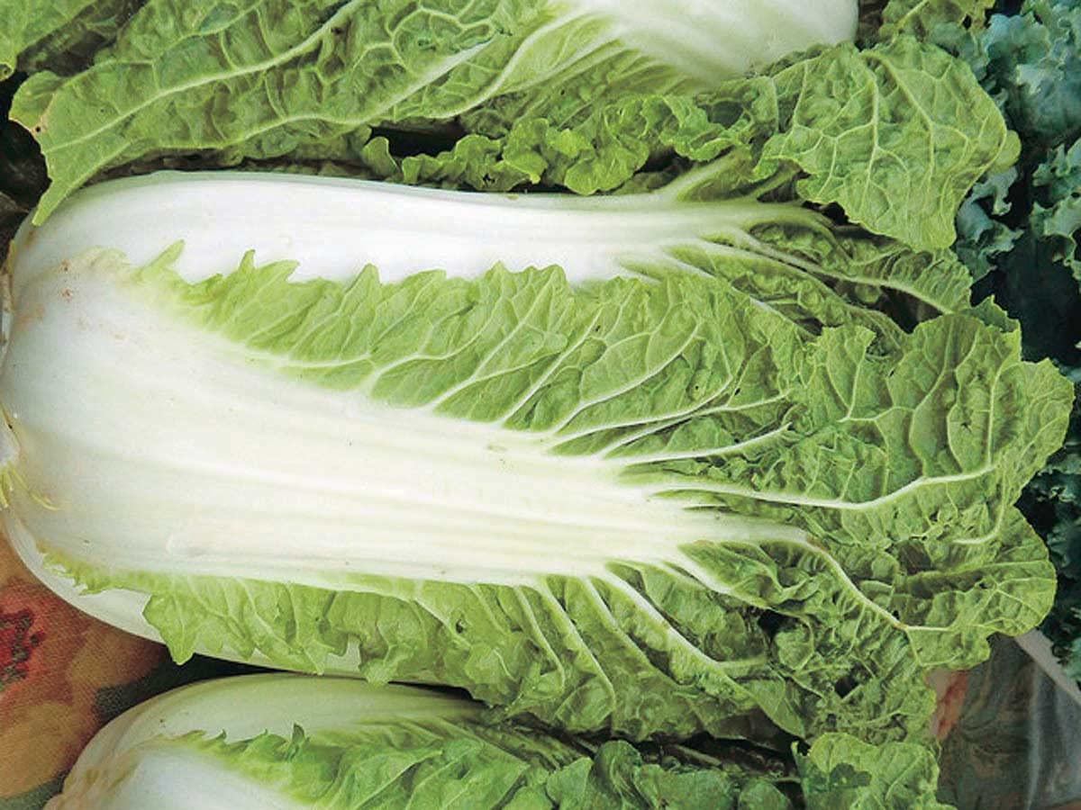 An image of the plant grown with seed for Minuet Chinese Cabbage Seeds - Tender, Sweet Flavor, Perfect for Salads, Stews & Stir-Fries, Ideal for Cool Weather Gardening, Non-GMO