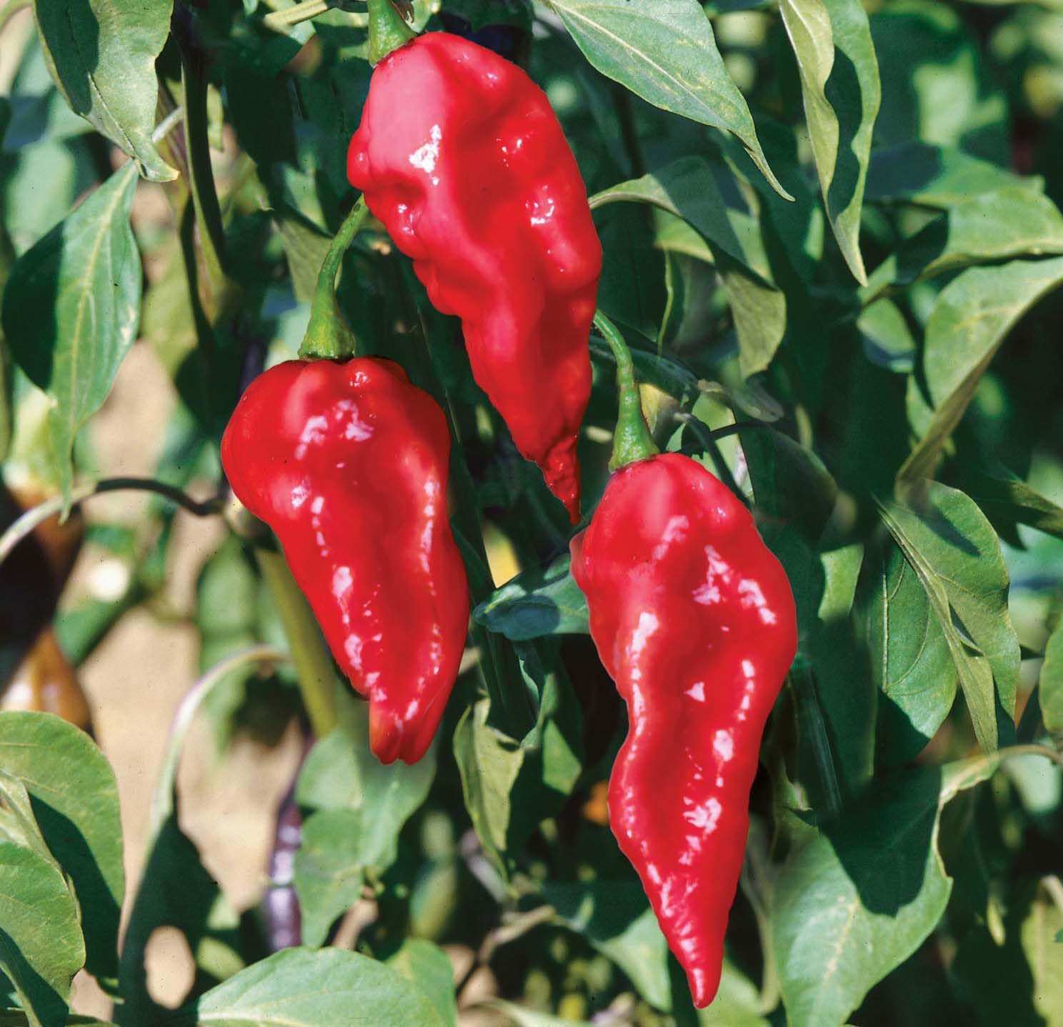 An image of the plant grown with seed for Ghost Pepper Seeds - Formerly World's Hottest Chili, 855,000-1,041,427 SHU, Perfect for Spicy Dishes, Vibrant Red, Non-GMO