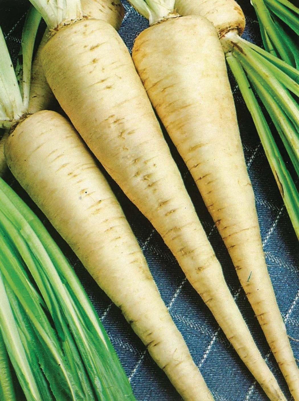 An image of the plant grown with seed for Parsley Turnip Rooted Seeds - Dual-Purpose with Edible Parsley-Flavored Leaves & Parsnip-Tasting Roots, Ideal for Soups & Stews, Hardy Winter Storage