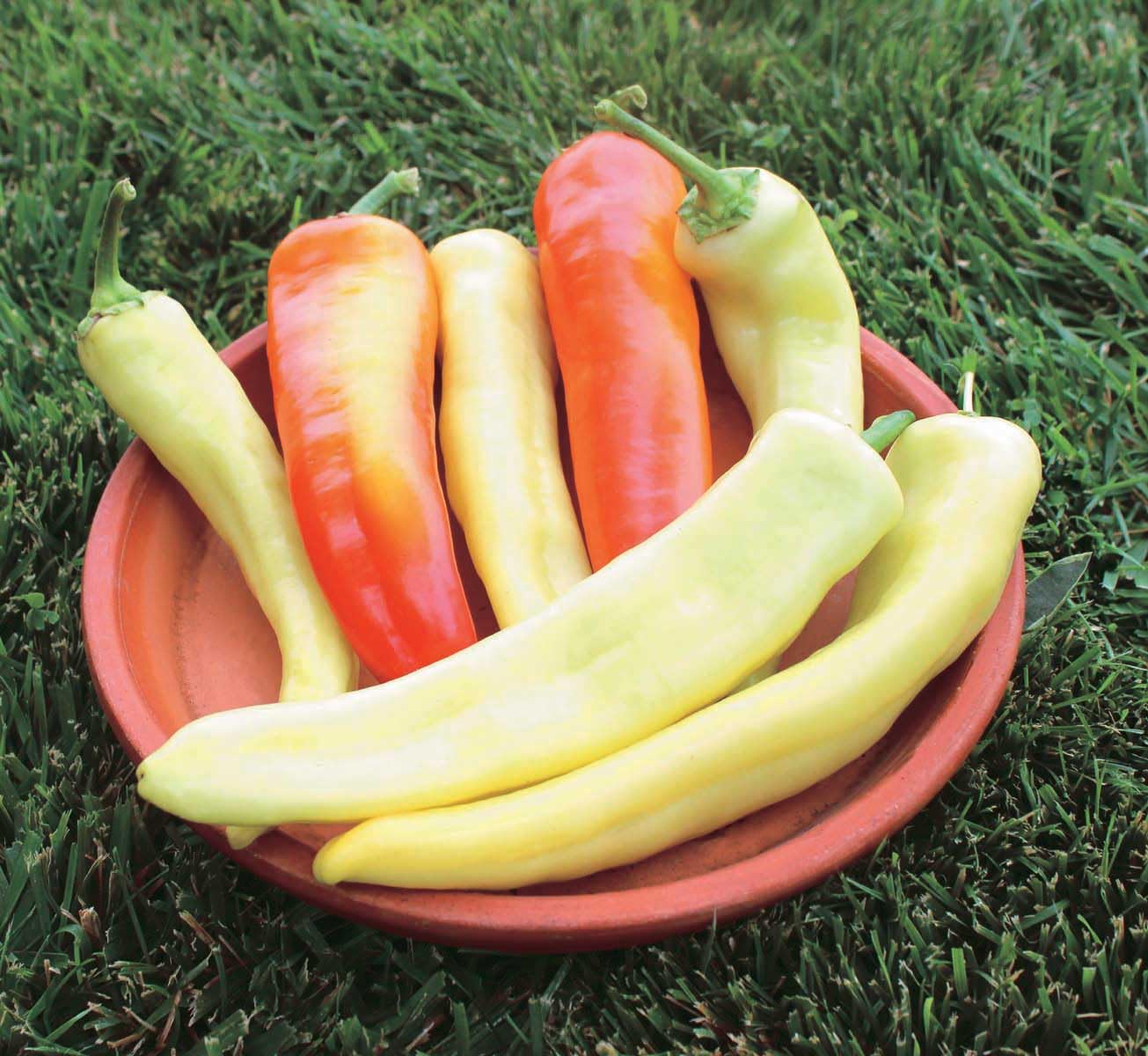 An image of the plant grown with seed for Sweet Sunset Banana Pepper Seeds - Vibrant & Flavorful, Ideal for Container Gardening, Versatile Culinary Uses, Thrives in Many Climates