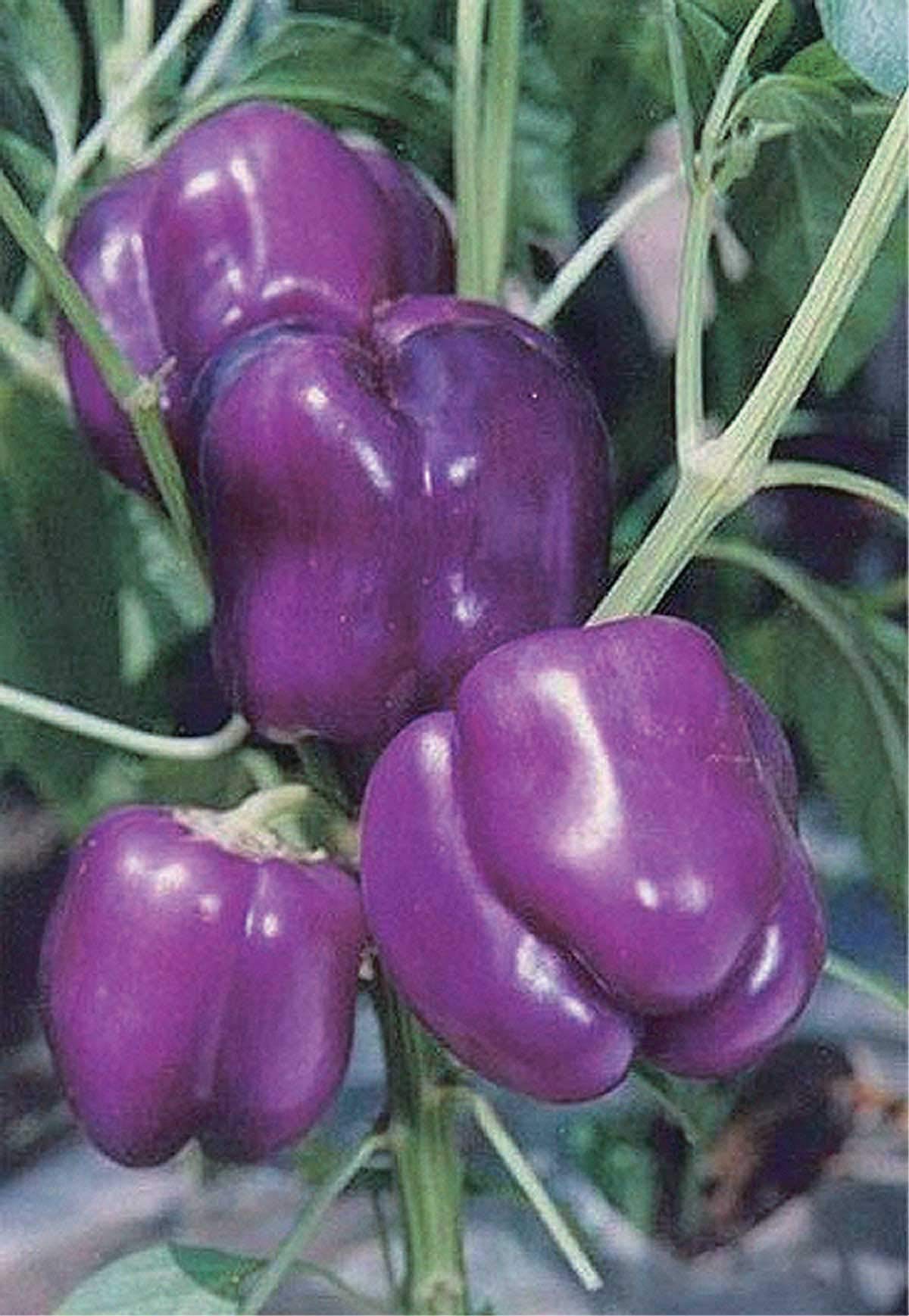 An image of the plant grown with seed for Purple Beauty Pepper Seeds - Vibrant Dark Purple Peppers, Sweet and Crisp, Perfect for Salads & Cooking, Non-GMO