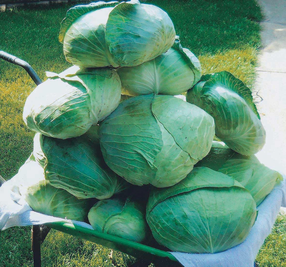 An image of the plant grown with seed for Taiwan Winner Cabbage Seeds - Mild Flavor, Perfect for Diverse Cooking Styles, Oval Yellow-White Heads, Ideal for Home Gardening