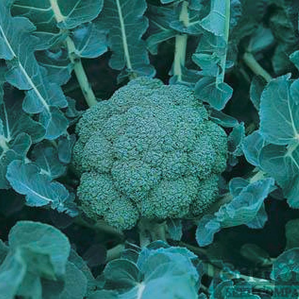 An image of the plant grown with seed for Broccoli Blue Wind Hybrid Seeds - Large, Tightly Beaded Heads with Unique Light Blue Foliage, Early Maturing, Non-GMO