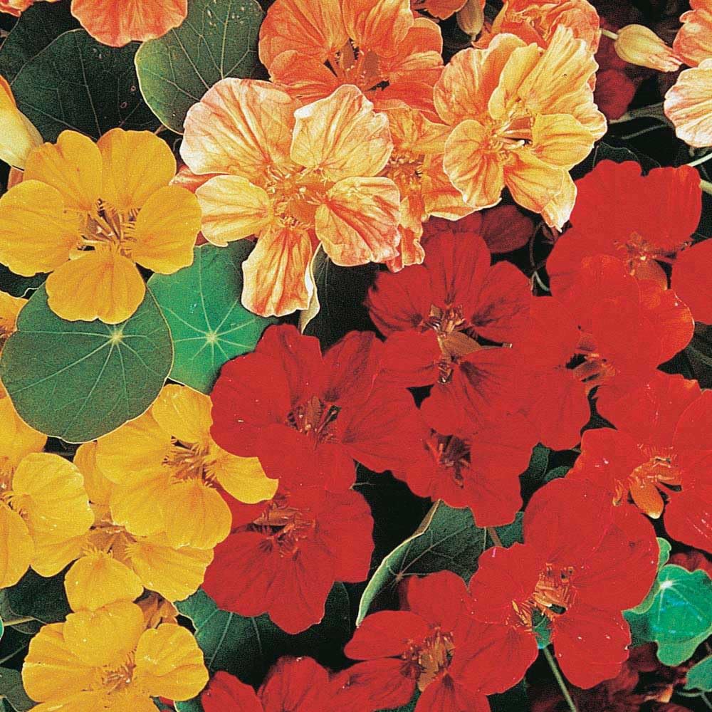 An image of the plant grown with seed for Nasturtium Whirlybird Mix Seeds - Vibrant Semi-Double Flowers Facing Upwards, Ideal for Ground Cover & Containers, Thrives in Full Sun or Partial Shade