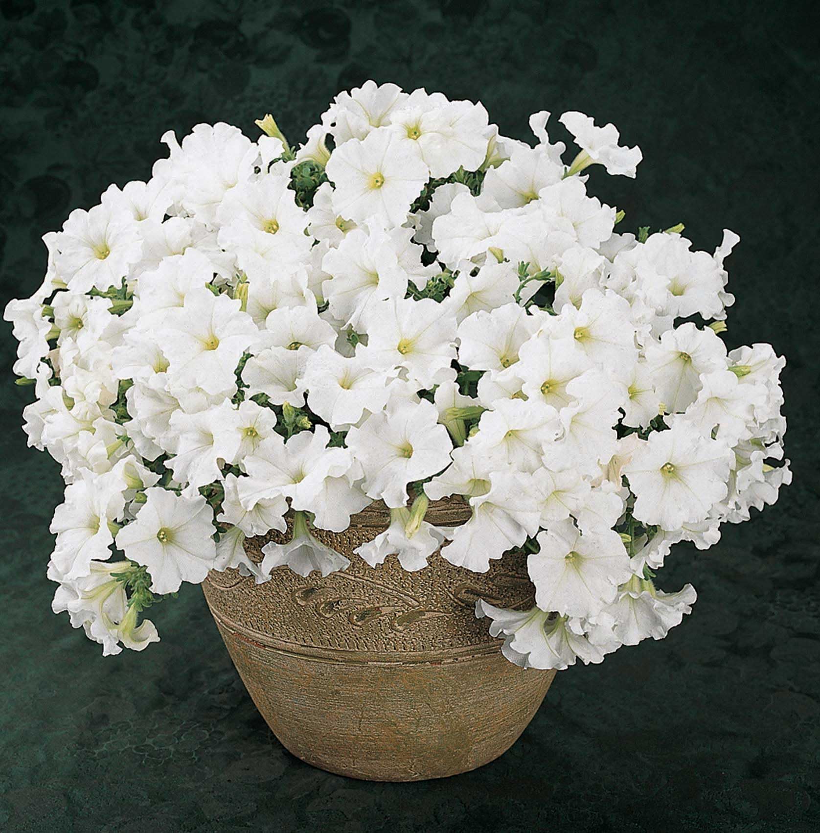 An image of the plant grown with seed for Petunia Easy Wave White Seeds - Compact Growth Ideal for Small Spaces and Containers, Lustrous White Blooms, Perfect for Garden and Home Decor
