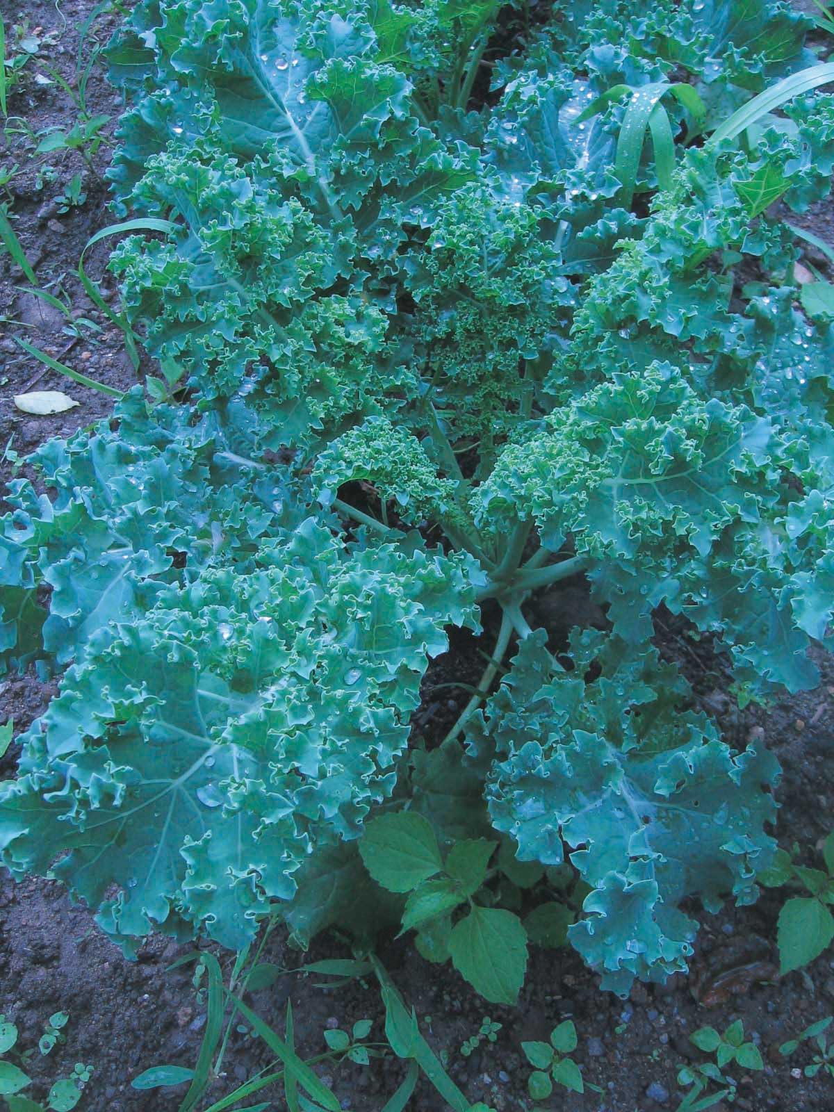 An image of the plant grown with seed for Kale Blue Curled Seeds - Nutritious & Decorative Curly Leaves, Ideal for Salads and Boiled Greens, Cold-Resistant & Non-GMO