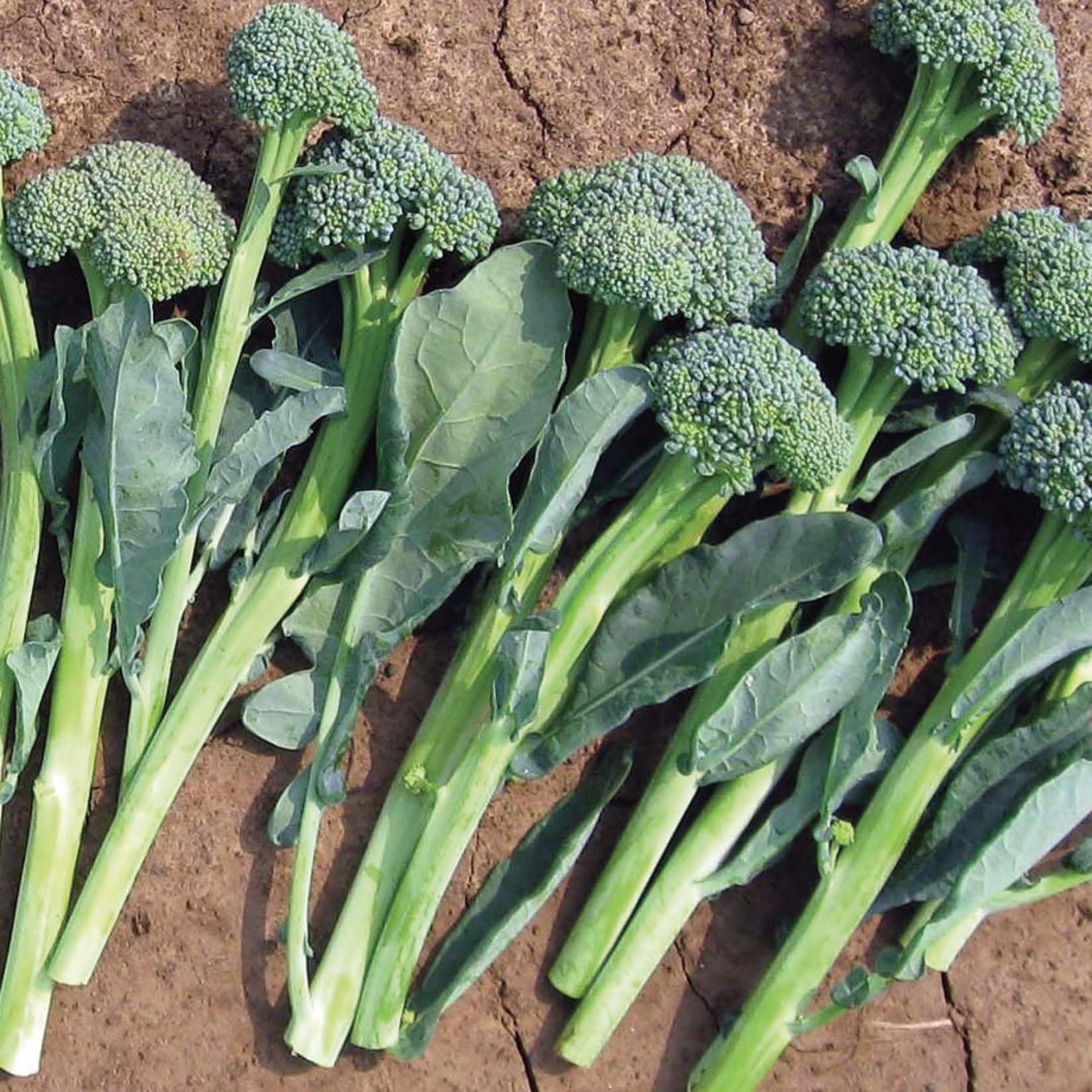 An image of the plant grown with seed for Gourmet Broccolini Seeds - Dark Green Mini Broccoli, Early Maturing, Sweet & Tender Shoots, Ideal for Continuous Harvesting, Non-GMO