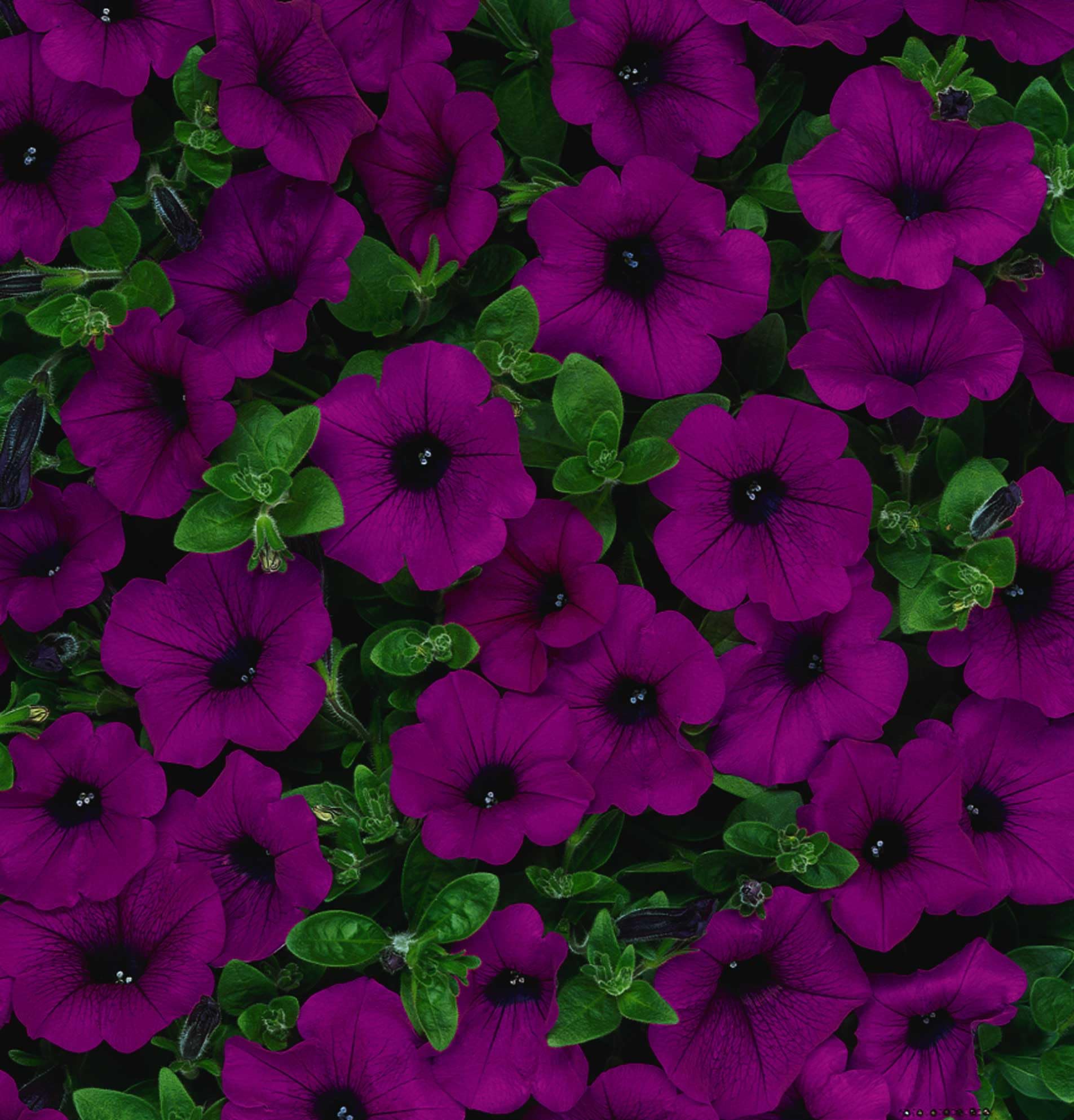 An image of the plant grown with seed for Petunia Cascade Burgundy Seeds - Grandifloras Variety, Large Vibrant Flowers, Ideal for Containers and Beds, Requires Light for Germination