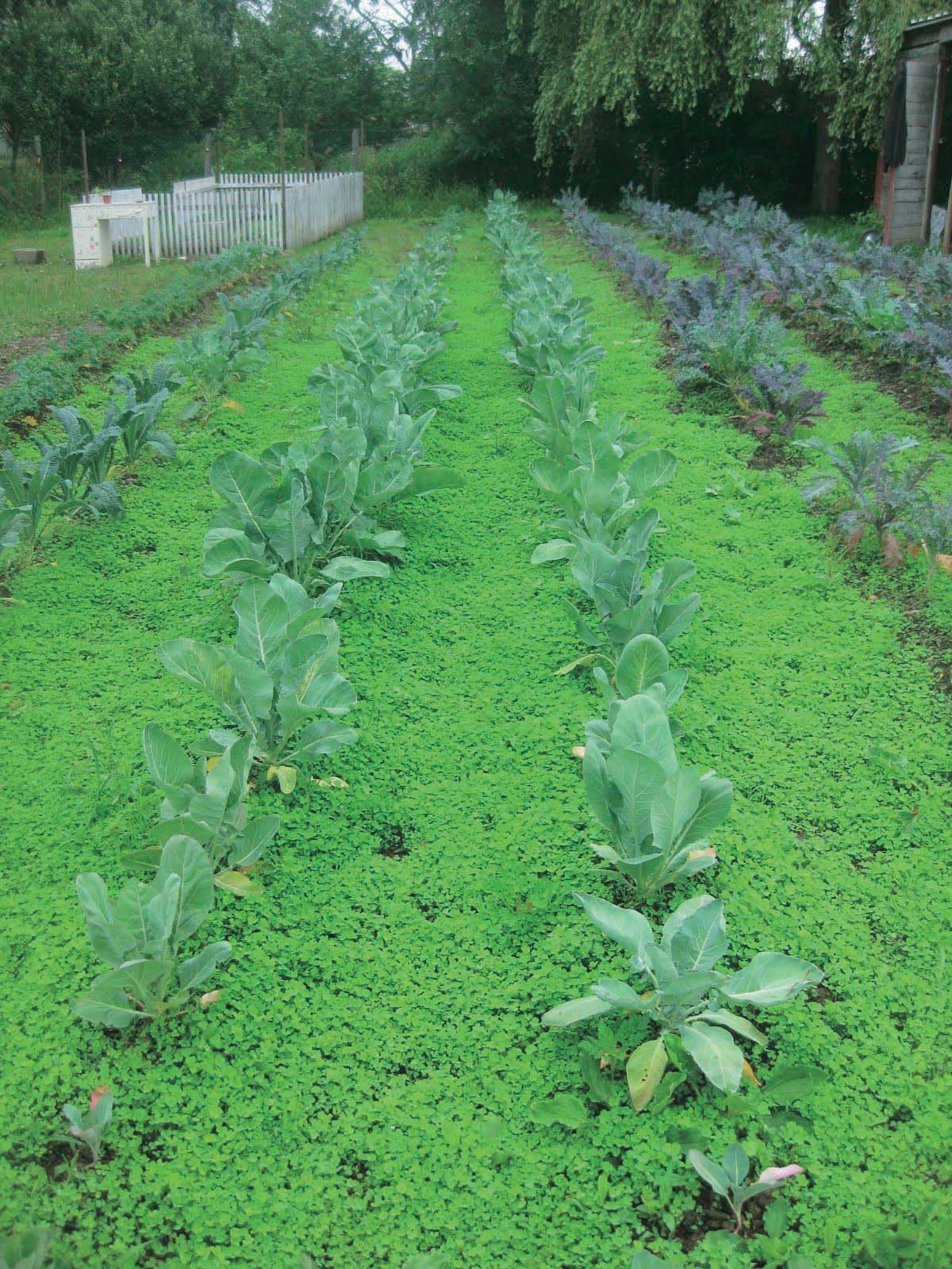 An image of the plant grown with seed for Subterranean Clover Seeds - Ideal as Green Manure, Enhances Soil Nitrogen, Perfect Ground-Cover & Weed Suppressant, Great for Garden Walkways