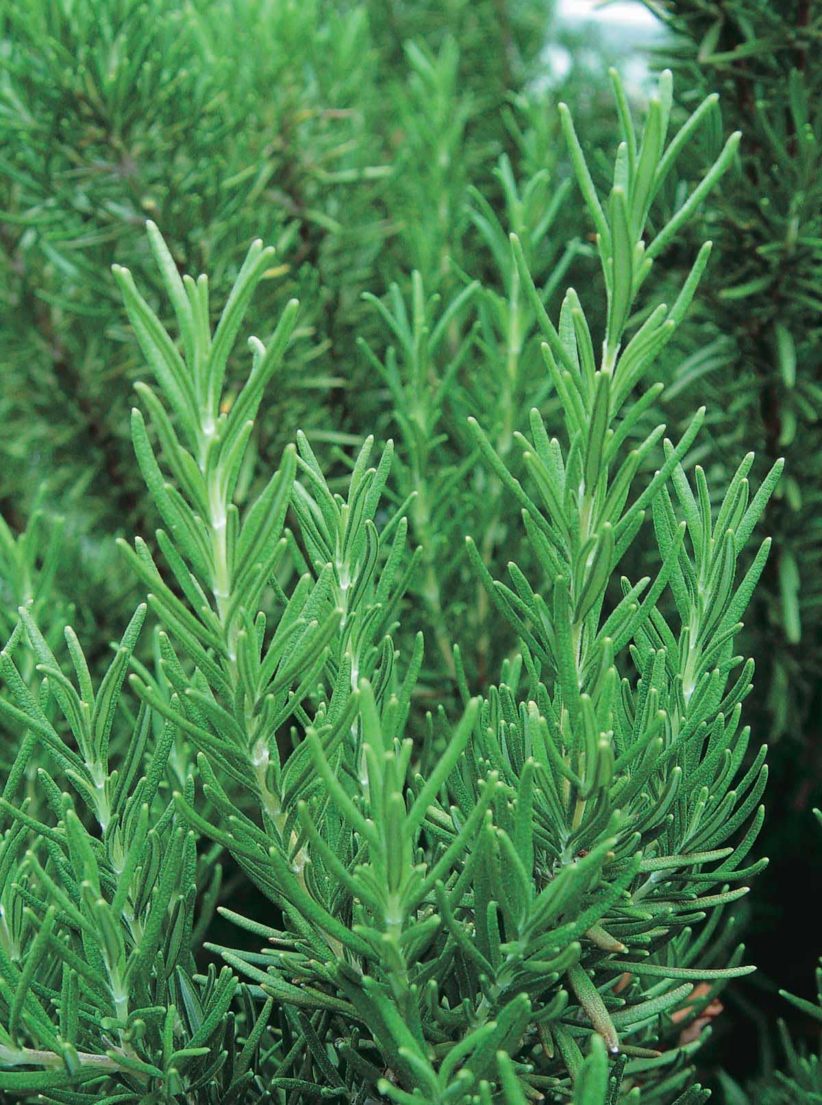 An image of the plant grown with seed for Rosemary Herbal Seeds - Aromatic Flavor, Ideal for Culinary Uses in Soups & Meats, Easy-to-Grow Multi Pellets, Great for Indoor and Outdoor Gardening, Non-GMO