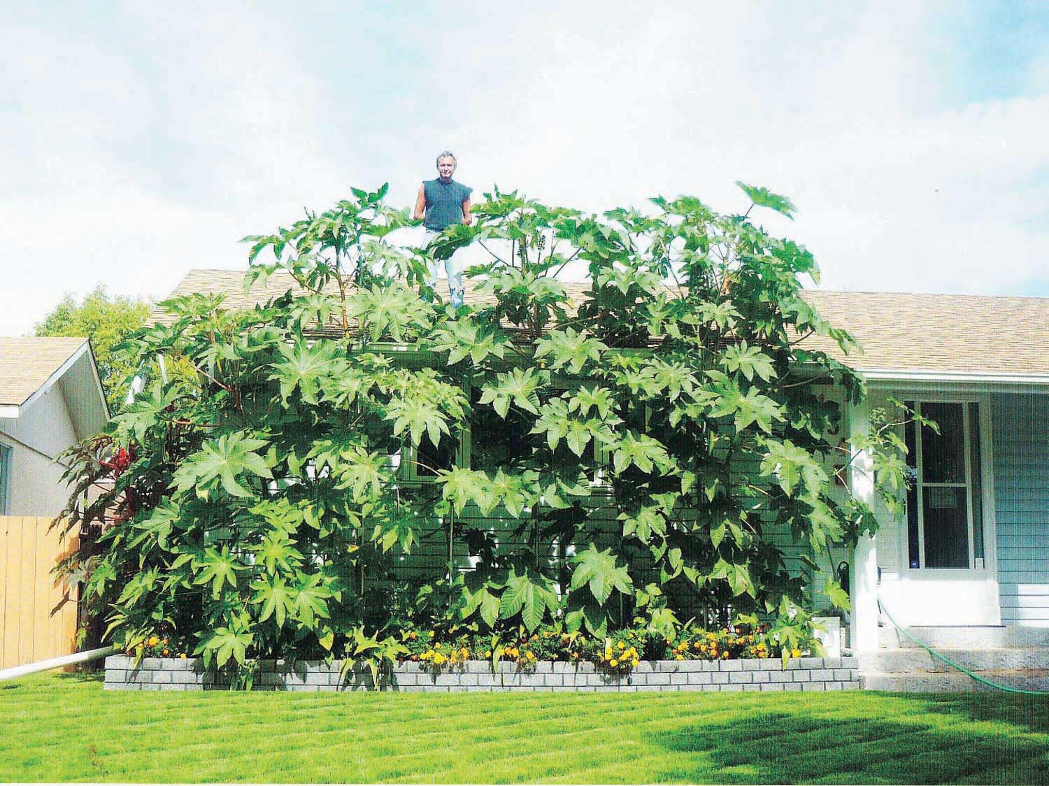 An image of the plant grown with seed for Castor Bean Ricinus Seeds - Vibrant Green, Giant Foliage, Ideal for Screening & Background Garden Layouts, Wind-Resistant, Non-Edible