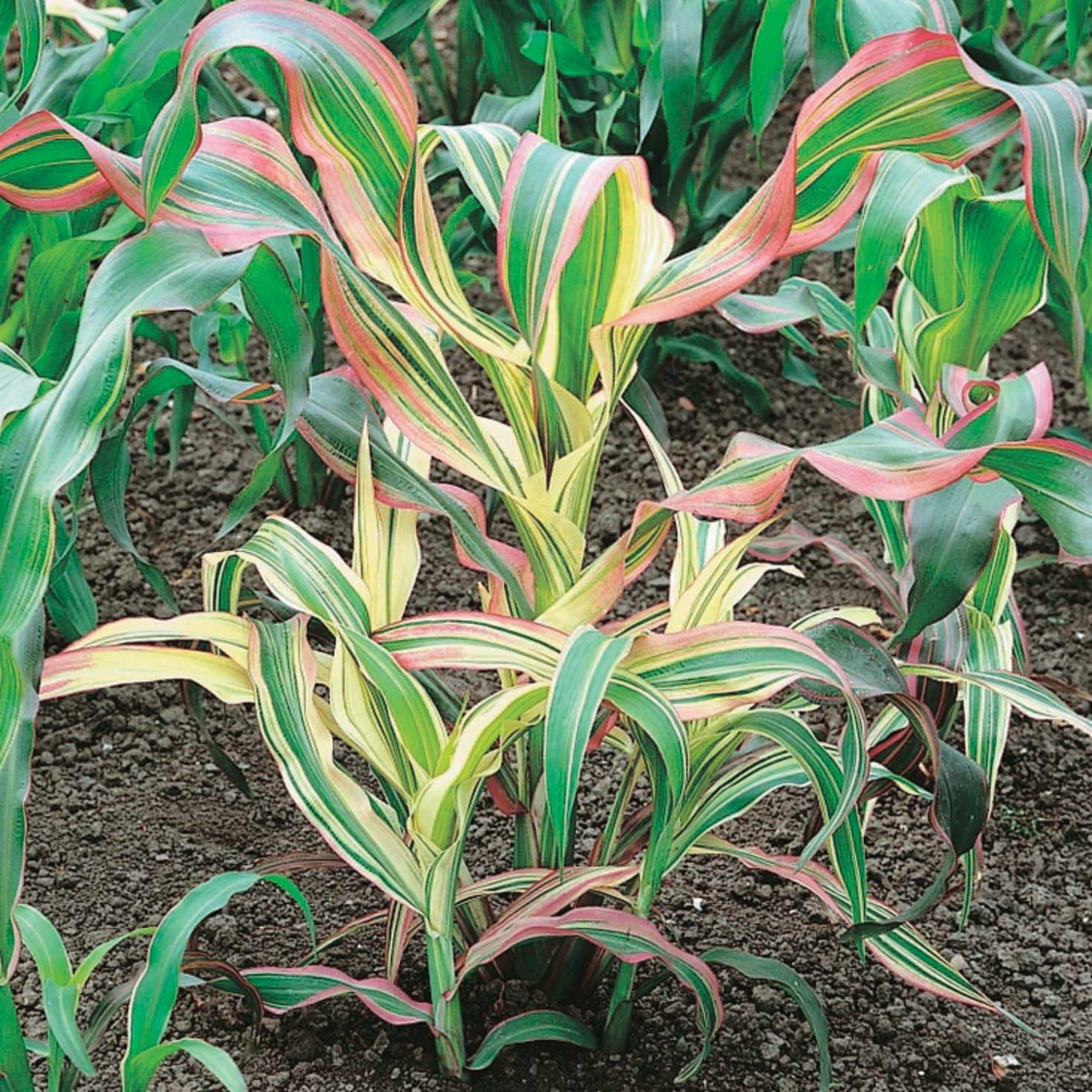 An image of the plant grown with seed for Pink Zebra Corn Seeds - Ornamental & Edible, Striking Multi-Colored Leaves, Dark Purple Kernels, Ideal for Halloween & Thanksgiving Decor, Non-GMO