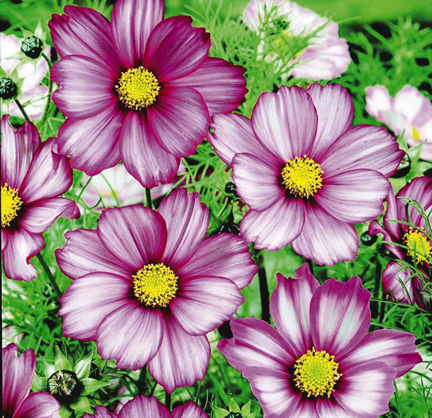 An image of the plant grown with seed for Cosmos Candy Stripe Seeds - Unique White & Crimson Edge Blooms with Golden Centers, Attracts Wildlife, Perfect for Cutting Gardens