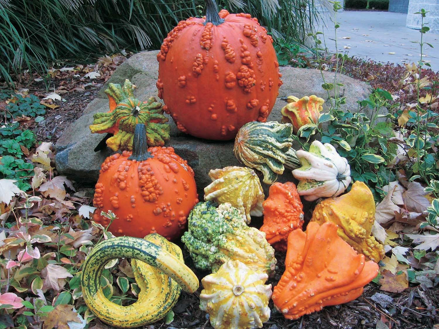 An image of the plant grown with seed for Gremlin Gourds Seeds - Vibrant Ornamental Collection, Warty & Colorful, Ideal for Festive Decorations & Kids' Gardening Projects, Non-GMO
