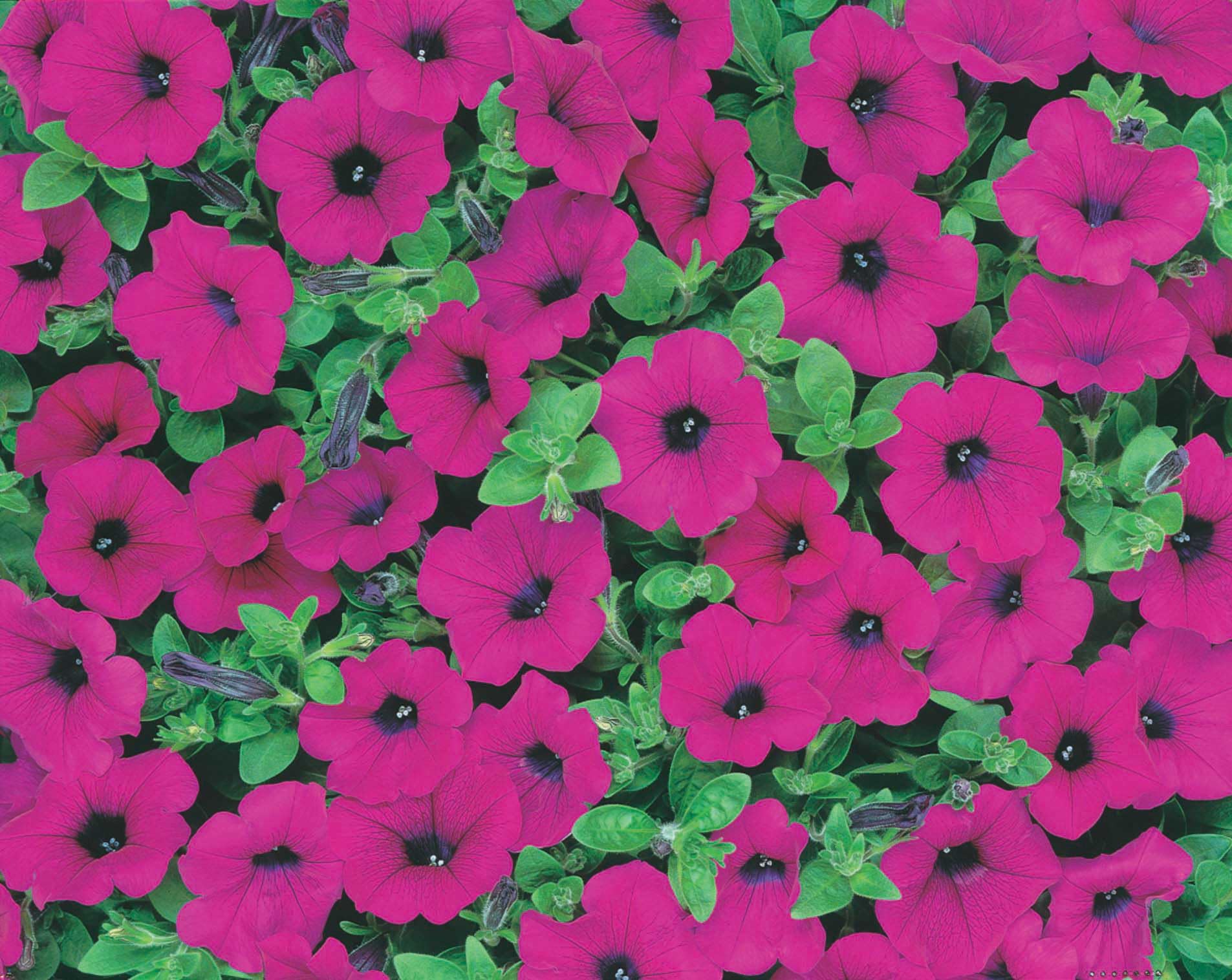 An image of the plant grown with seed for Purple Wave Petunia Seeds - Vibrant Cascading Flowers for Baskets and Beds, Pelleted for Easy Planting, Heat Tolerant, Flourishes in Full Sun