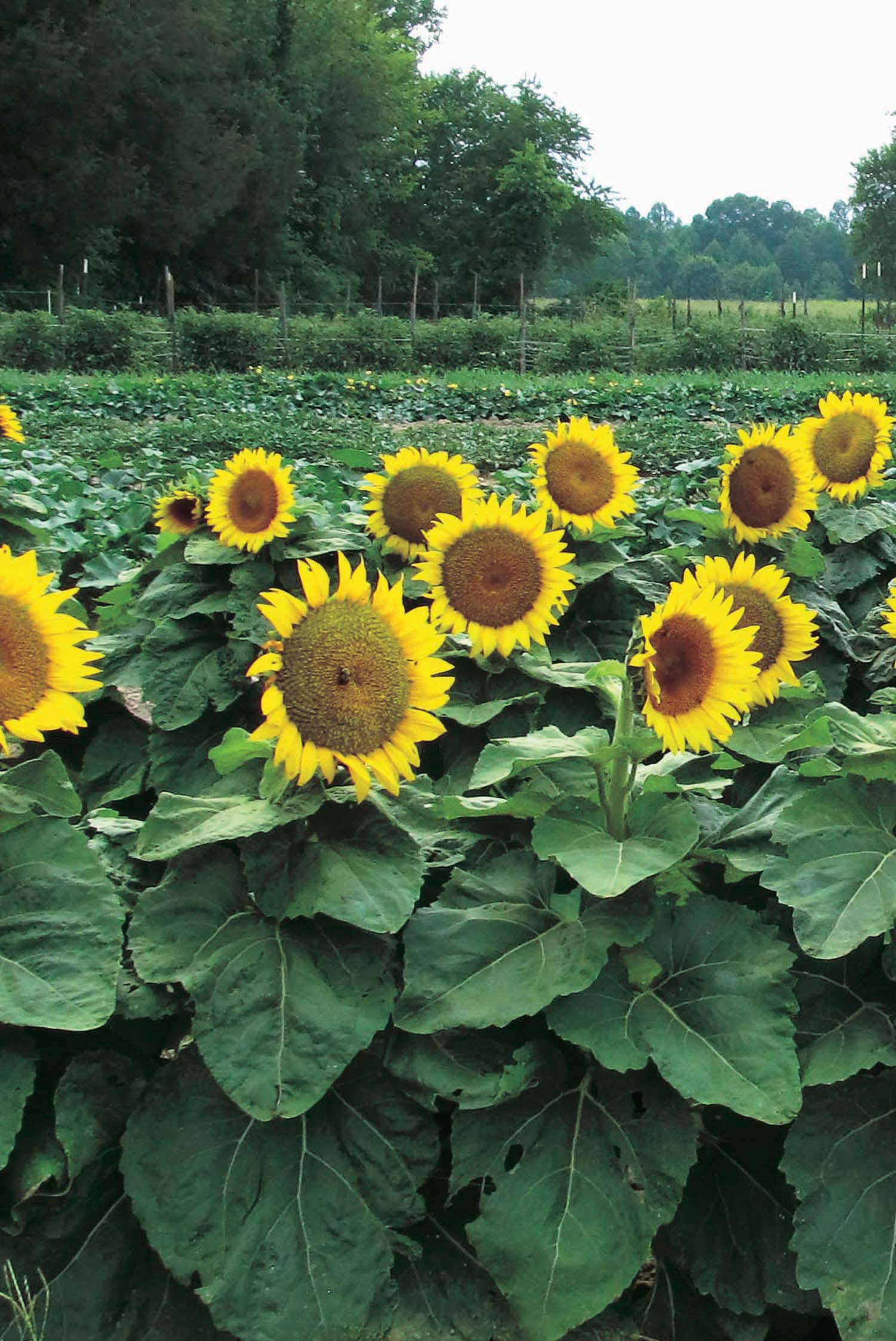 An image of the plant grown with seed for Sunspot Dwarf Sunflower Seeds €“ Gigantic Flowers on Short Stems, Perfect for Containers, Attractive to Wildlife, Hardy & Easy-to-Grow