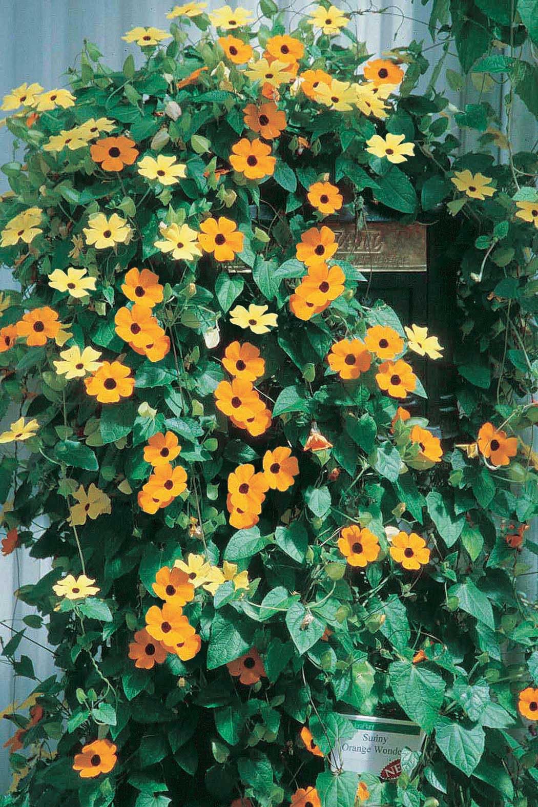 An image of the plant grown with seed for Thunbergia Black Eye Mixed Seeds - Vibrant Trailers for Hanging Baskets, Early Blooming with a Mix of Orange, Yellow, and White Flowers