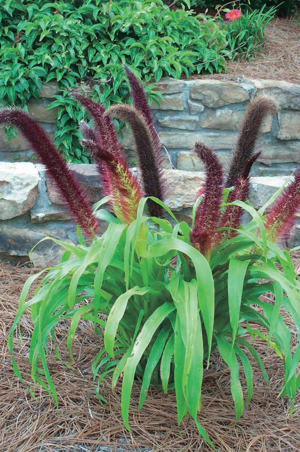 An image of the plant grown with seed for Ornamental Millet Jade Princess Seeds - Intense Chartreuse Foliage with Dark Brown Plumes, Fragrant and Eye-Catching, Perfect for Garden Accents