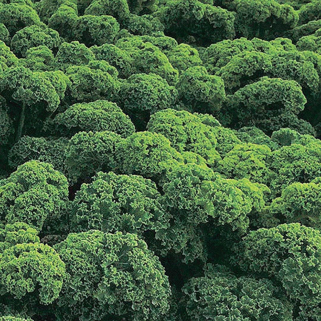 An image of the plant grown with seed for Prizm Kale Seeds - 2016 AAS Winner, Compact & Fast Growing, Ideal for Fresh Salads & Cooking, Perfect for Containers and Garden Beds, Non-GMO