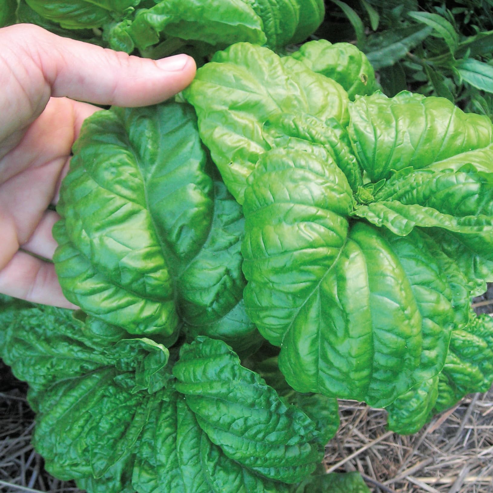 An image of the plant grown with seed for Mammoth Basil Seeds - Ocimum Basilicum, Large Flavorful Leaves Ideal for Pesto & Sauces, Thrives in Filtered Light, Non-GMO