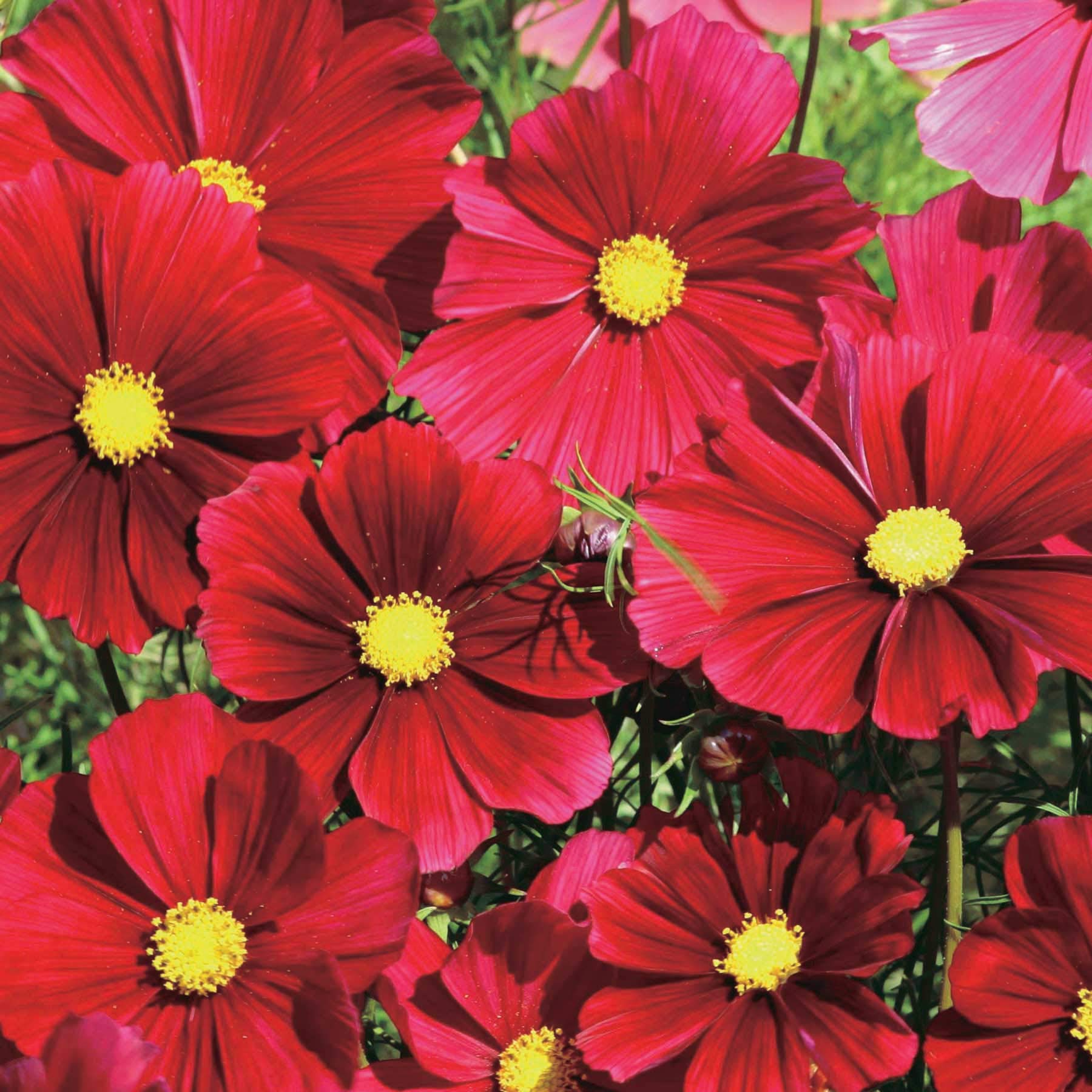 An image of the plant grown with seed for Cosmos Dazzler Seeds - Vibrant Carmine Blooms, Ideal for Flower Beds and Borders, Great as Cut Flowers with Long Vase Life, Non-GMO