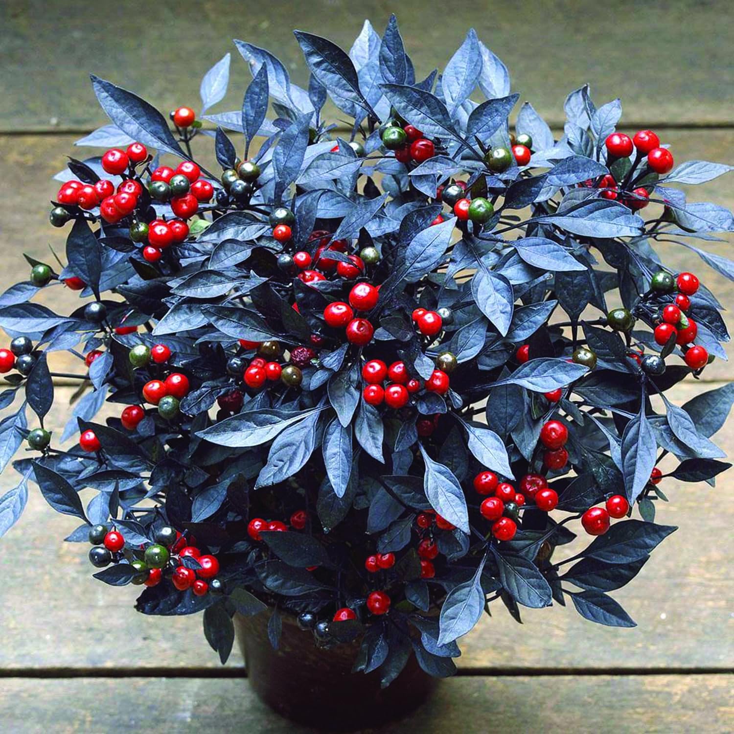 An image of the plant grown with seed for Ornamental Pepper Red Onyx Seeds - Vibrant Red Fruits & Stunning Black Foliage, Ideal for Containers & Borders, Edible & Striking Display