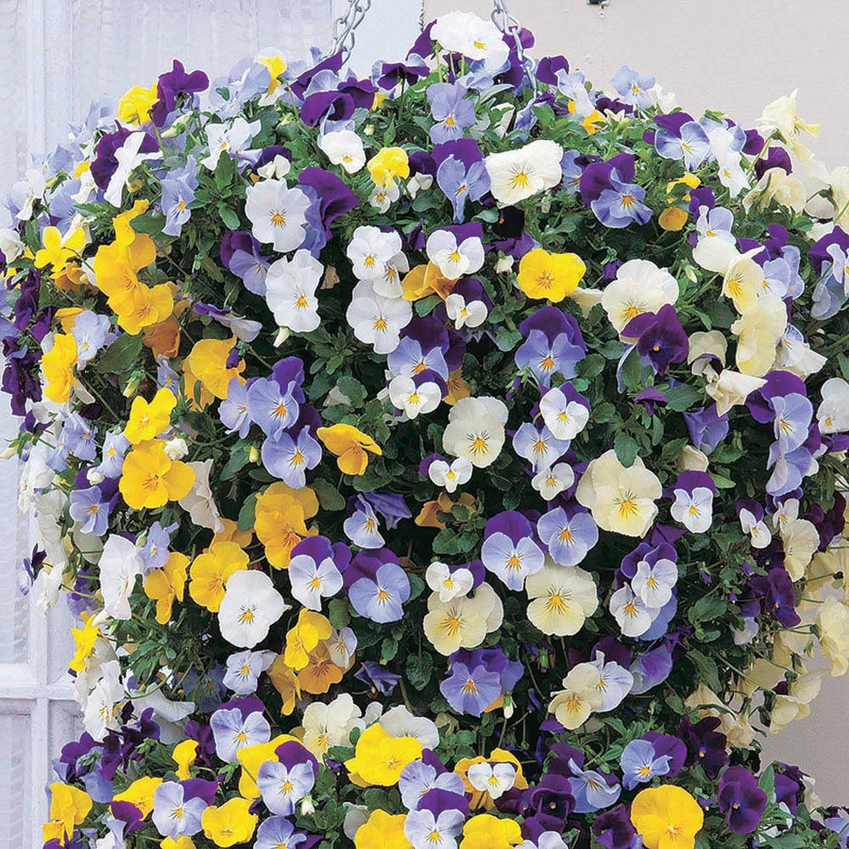 An image of the plant grown with seed for Cool Wave Pansy C.W Mix Seeds - Vibrant, Trailing Blooms Up to 60 cm, Perfect for Hanging Baskets & Garden Borders, Fast-Growing & Bushy