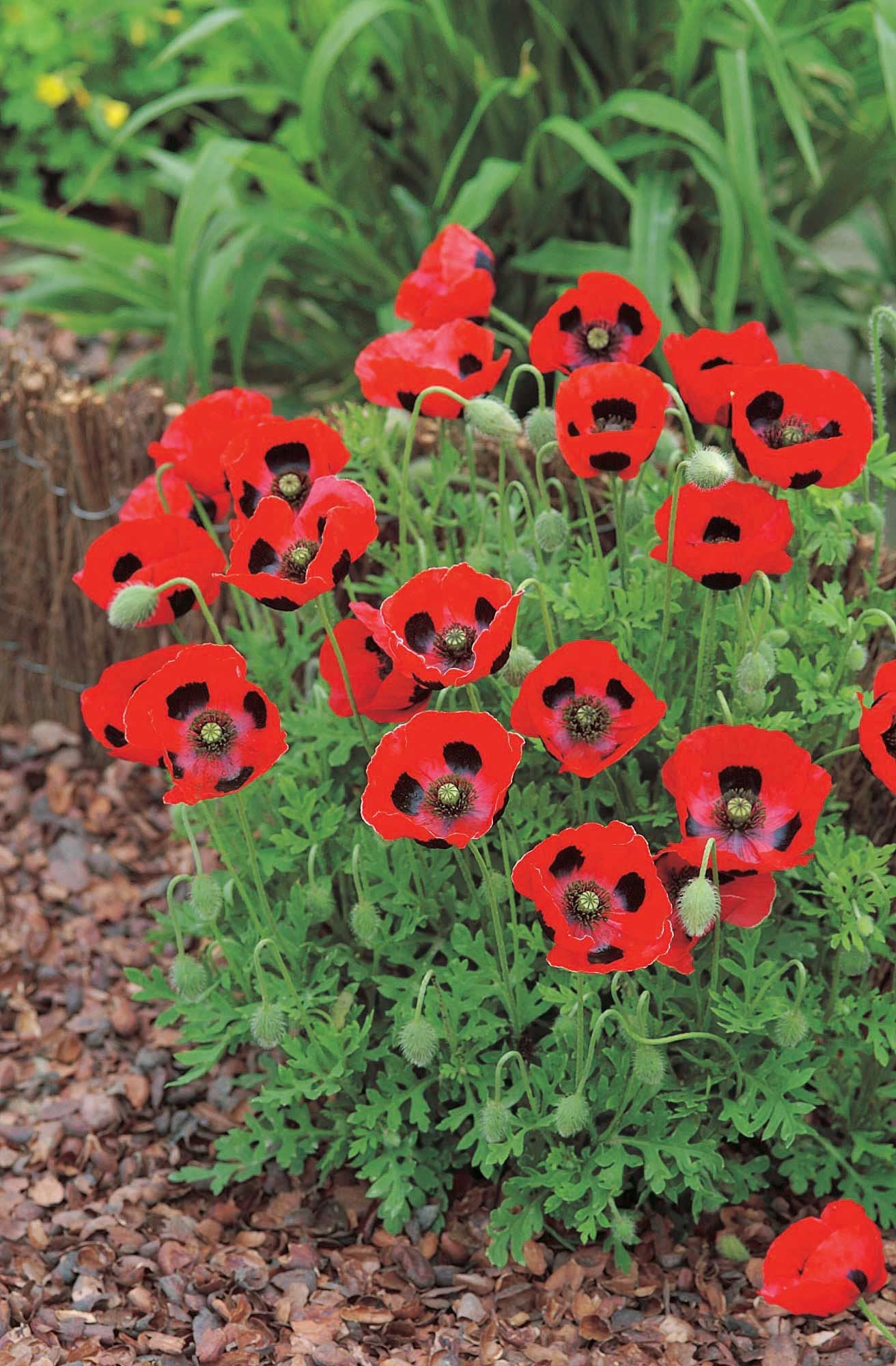 An image of the plant grown with seed for Lady Bird Poppy Seeds - Vibrant Blood Red Blooms with Black Patches, Inspired by in Flanders Fields Poem, Ideal for Remembrance Gardens, Non-GMO