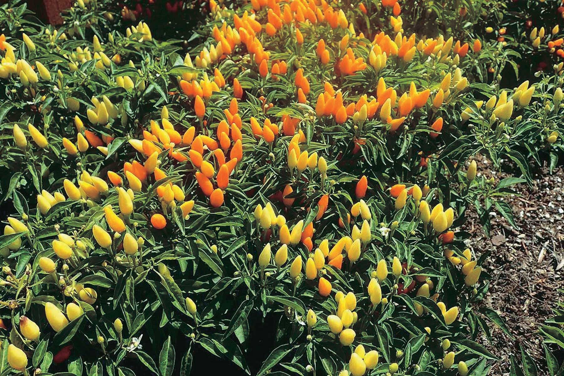 An image of the plant grown with seed for Sedona Pepper Seeds - Vibrant Lemon Yellow & Carrot Orange, Ideal for Container Growing, Hot Flavor, Perfect for Home Gardeners