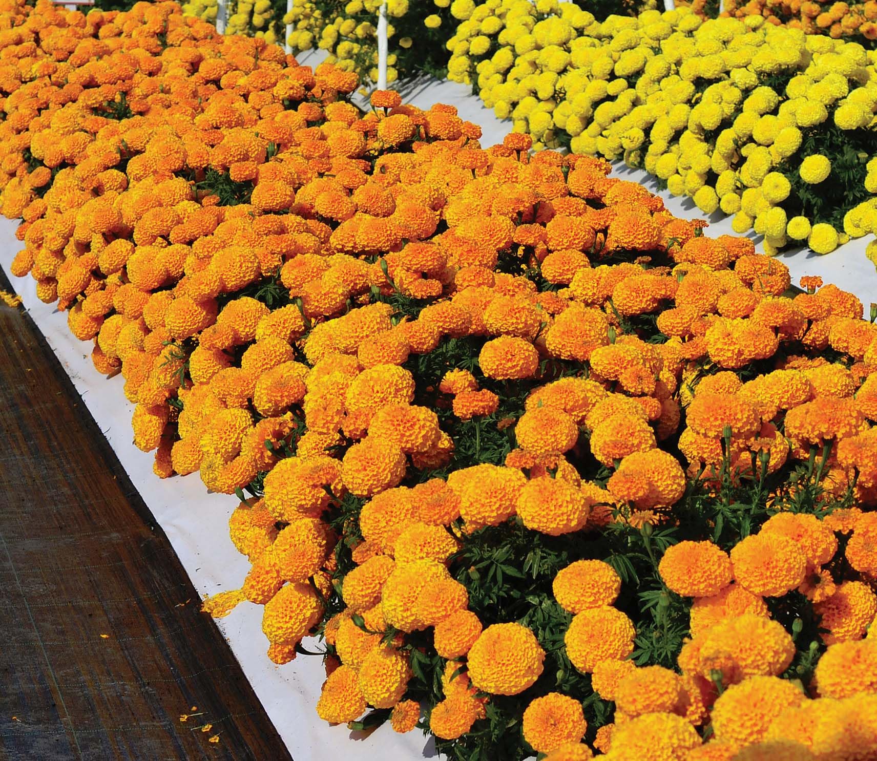 An image of the plant grown with seed for Big Duck Orange Marigold Seeds - Vibrant Large Blooms, Long-Lasting Flowers, Perfect for Borders and Container Gardening, Non-GMO