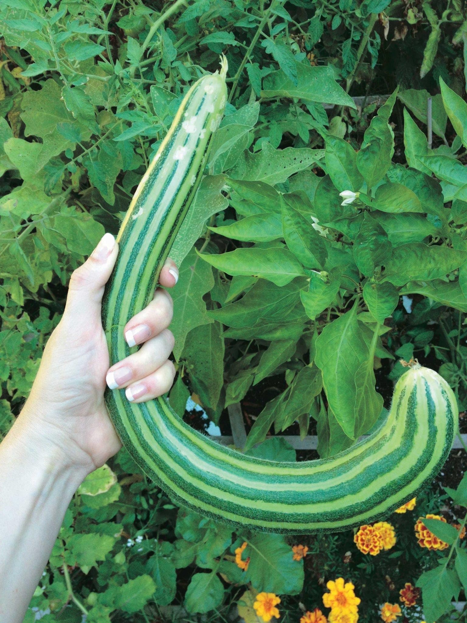 An image of the plant grown with seed for Armenian Cucumber Heirloom Seeds - S-Shaped Painted Serpent Variety, Delicate Taste, Ideal for Trellising, Non-GMO