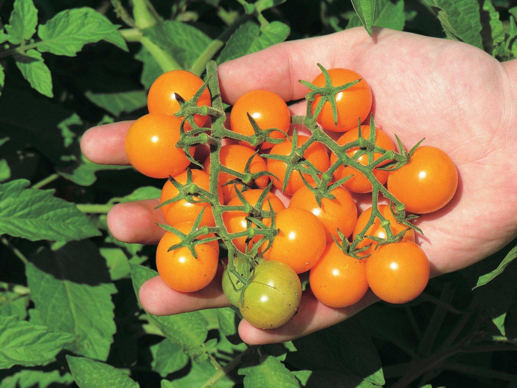 An image of the plant grown with seed for Sunsugar Cherry Tomato Seeds - Low Acid, Sweet Golden Fruit, Crack-Resistant, Perfect for Salads, Indeterminate Growth