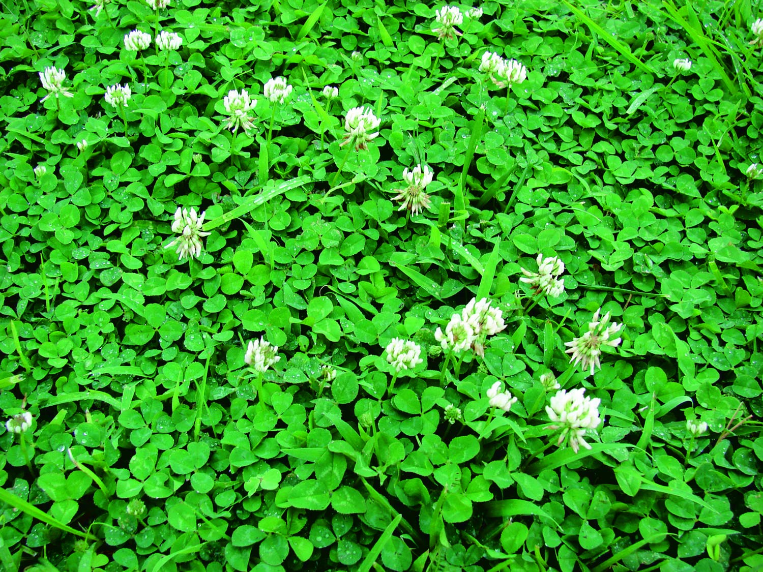 An image of the plant grown with seed for White Dutch Clover Seeds - Perennial Ground Cover, Ideal for Moist Meadows, Provides Attractive White Flowers, Low Maintenance