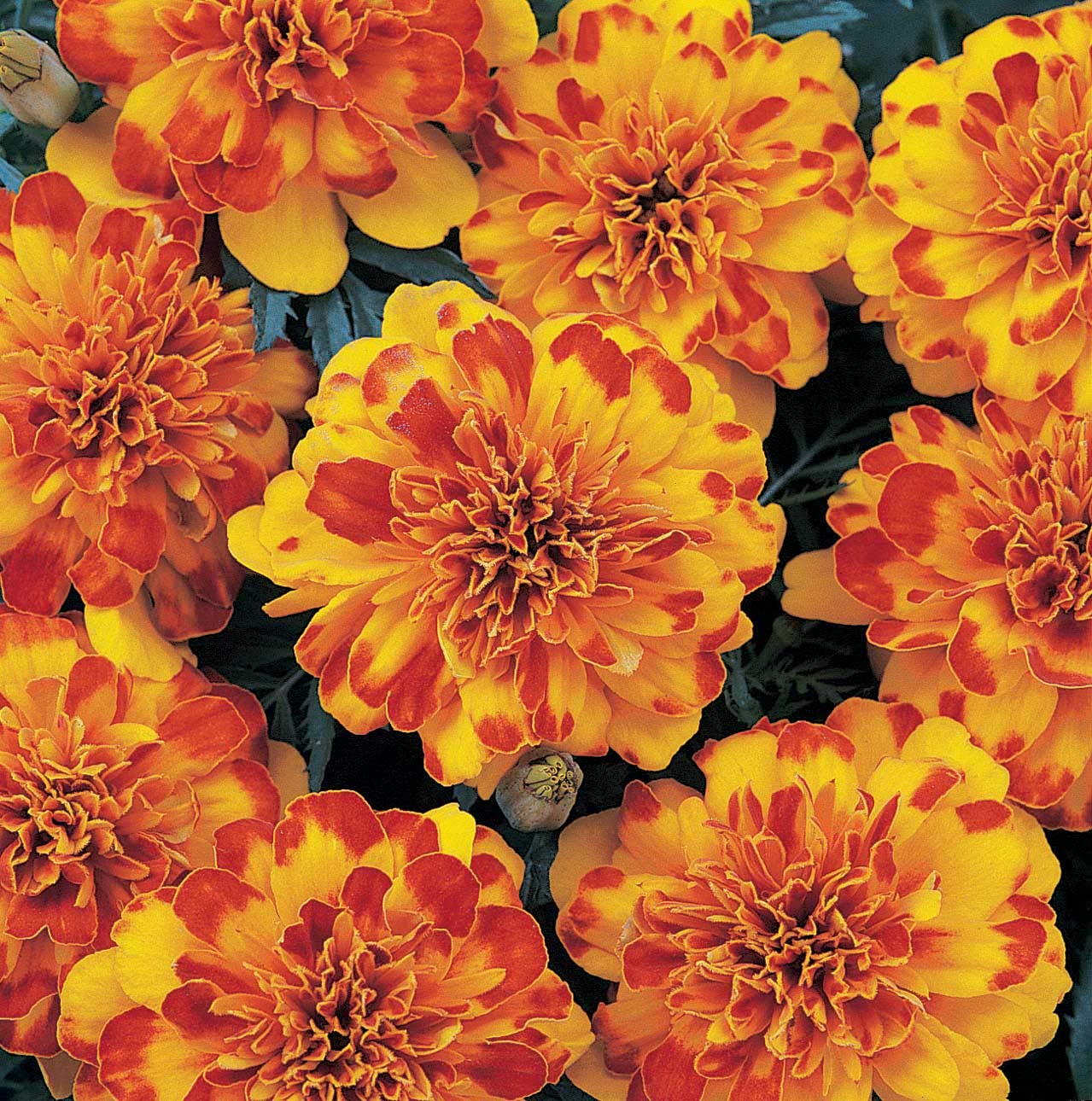 An image of the plant grown with seed for Marigold Durango Bolero Seeds - Vibrant Orange Blooms, Compact and Uniform Growth, Ideal for Garden Borders and Containers, Non-GMO