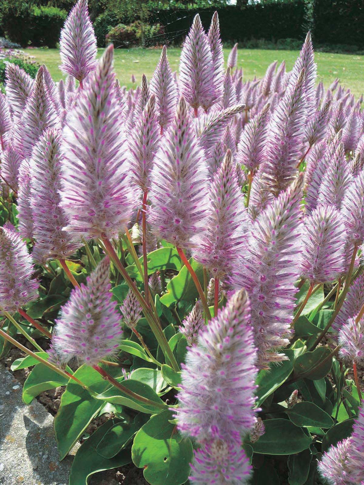 An image of the plant grown with seed for Ptilotus Joey Seeds - Neon Pink & Silver Tips, Drought Resistant, Ideal for Flower Beds and Pots, Non-GMO