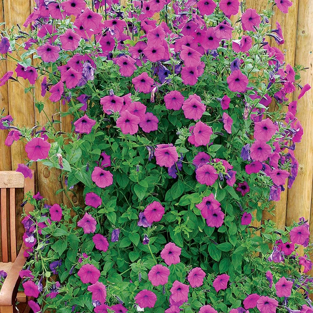 An image of the plant grown with seed for Climbing Tickled Pink Petunia Seeds - Fragrant Rose-Purple Flowers, Perfect for Trellises & Hanging Baskets, Non-GMO, Thrives in Full Sun