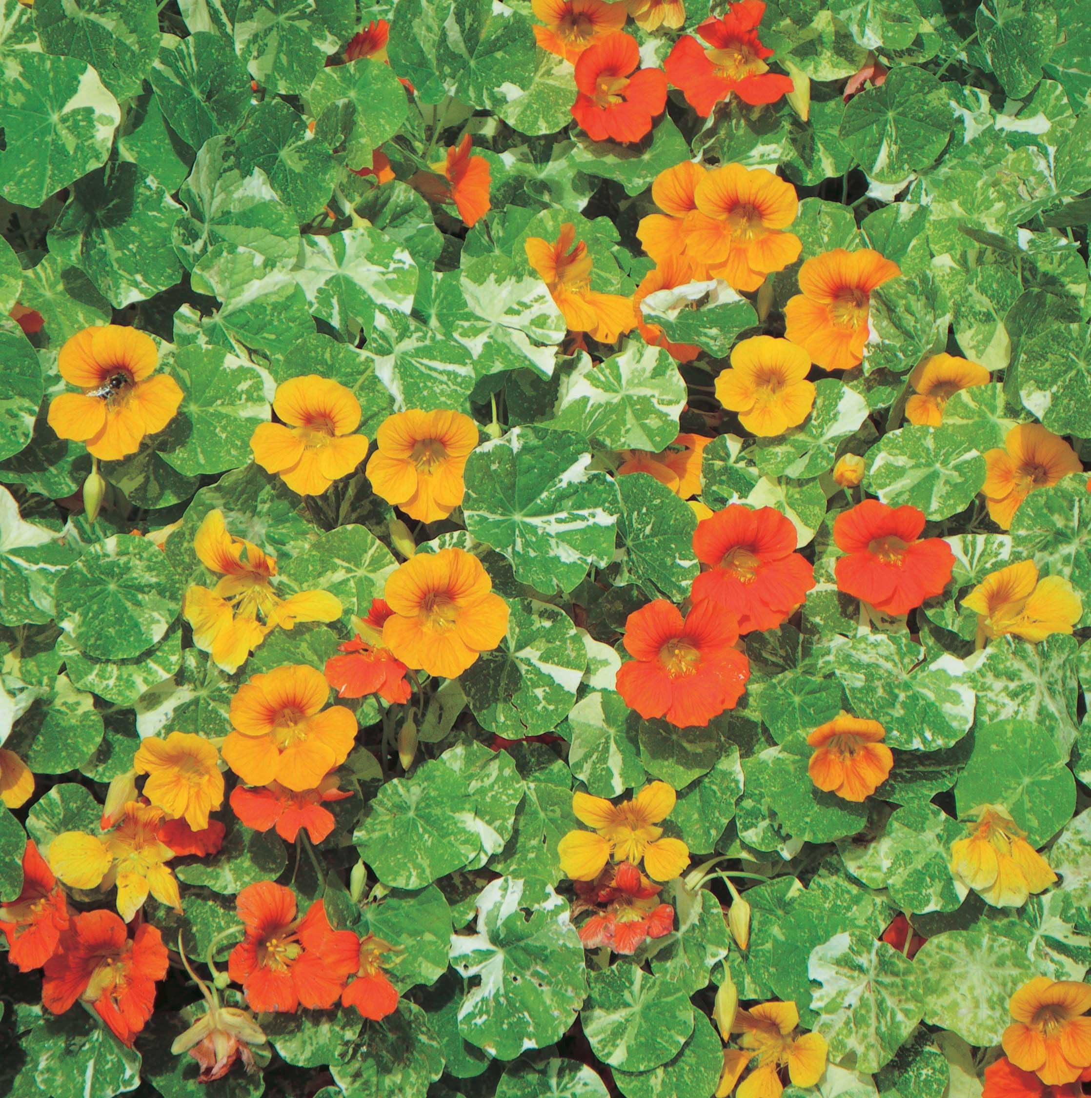 An image of the plant grown with seed for Nasturtium 'Out of Africa' Seeds - Trailing Variety with Mottled Variegated Foliage, Vibrant Blooms in Yellow, Red, Cream, and Peach Pink, Ideal for Baskets, Containers, and Trellises