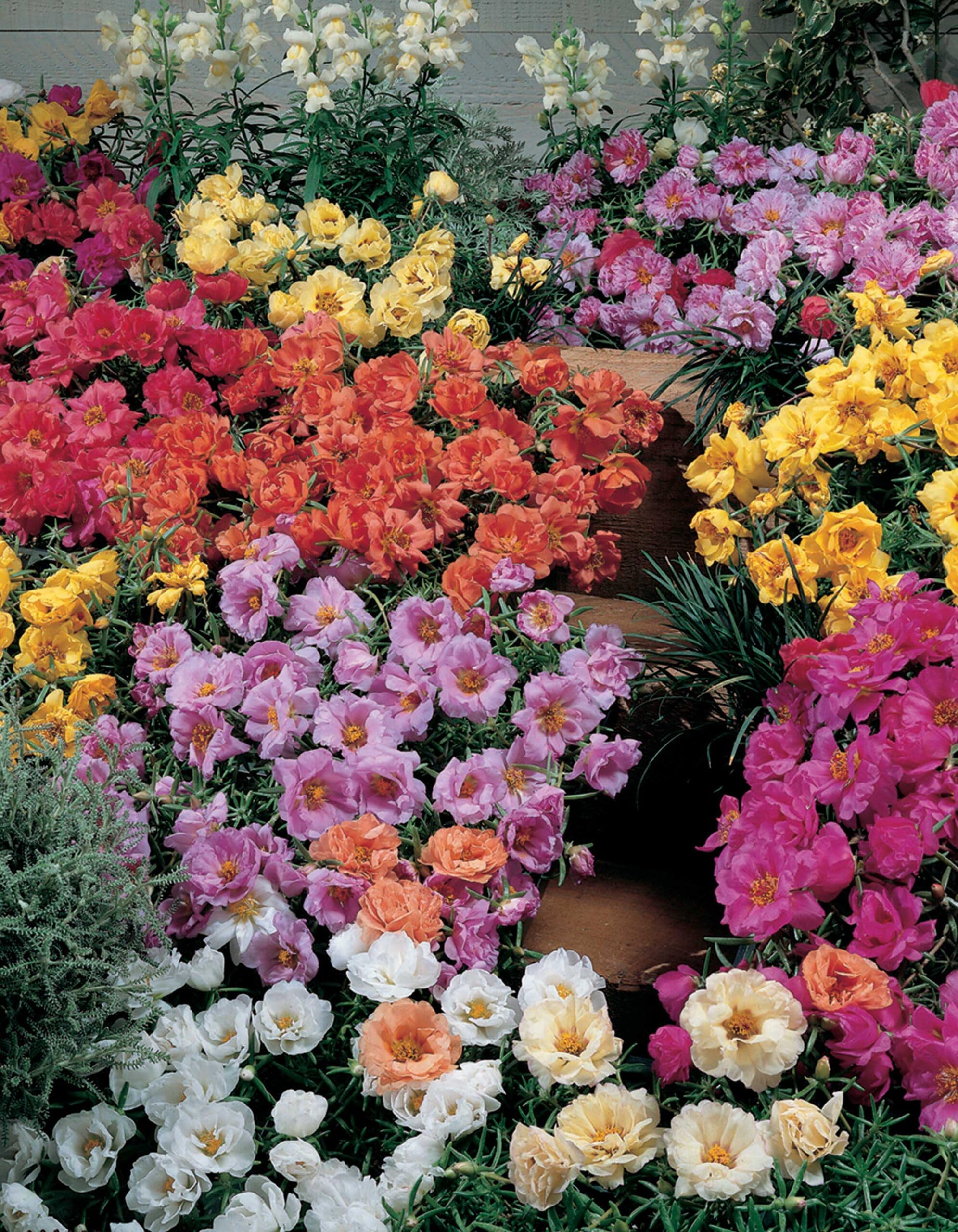 An image of the plant grown with seed for Portulaca Sun Mix Seeds - Vibrant & Long-Blooming Flowers, Ideal for Sunny Gardens, Hardy & Drought Tolerant, Multi-Color White, Peach, Scarlet, Mango