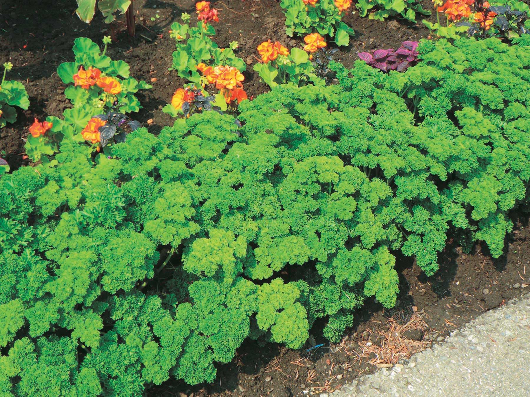 An image of the plant grown with seed for Moss Curled Parsley Seeds - Lush Green Curly Leaves, Ideal for Garnishing & Flavoring, Hardy Biennial Herb