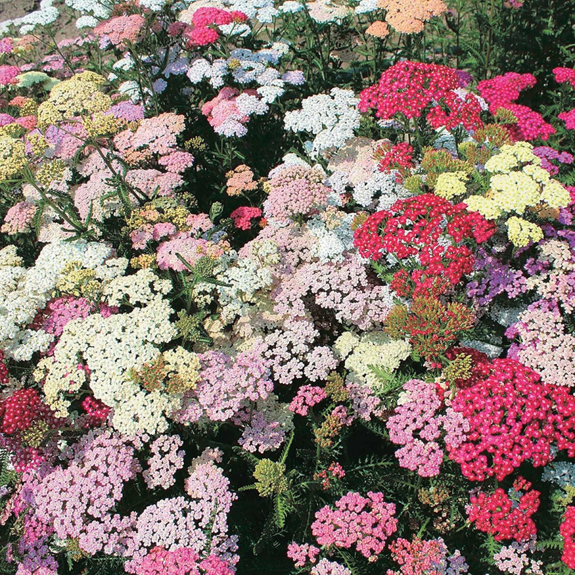 An image of the plant grown with seed for Achillea Colorado Mix Yarrow Seeds - Vibrant Blend of Blood Red, Cerise, Cream, Yellow & White, Deer Resistant, Perfect for Pollinator Gardens & Cut Flower Arrangements