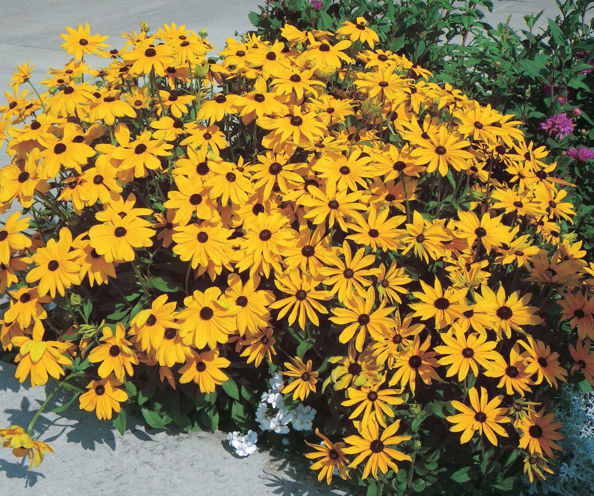 An image of the plant grown with seed for Rudbeckia Goldstrum Seeds - Vibrant Yellow Blooms with Deep Brown Centers, Drought Resistant, Perfect for Continuous Summer to Fall Beauty